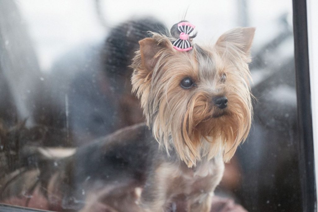 Adorable Yorkshire Terrier puppy with a hair clip gazing out a window with curiosity.