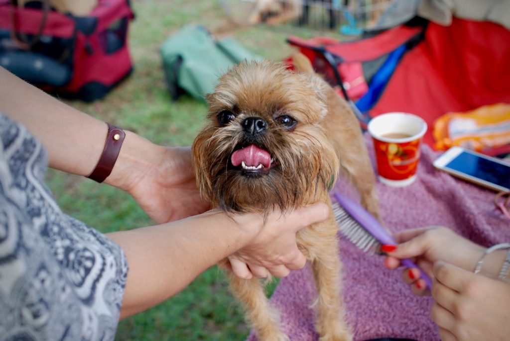 This is Rocky Balboa, my Red Rough Brussels Griffon. We got him age 5 months - he was earmarked to be one of the breeder’s show dogs, but a change in circumstances meant we got to have him instead. He was initially very unaccustomed to city life, a little ball of nervous energy, who was scared of the hustle and bustle. This is him 18 months on at the Country Griffon Club of New South Wales Show in Australia, about to enter his very first show. It was my first dog show too, but I wanted to give him a chance to shine. We both absolutely loved it - and his confident strut made my heart melt.